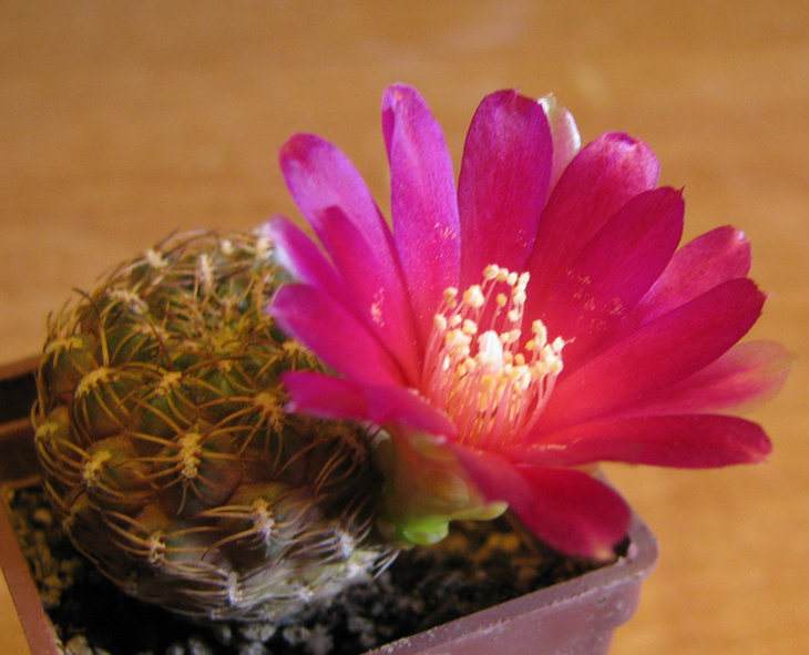 Sulcorebutia purpurea HS 26