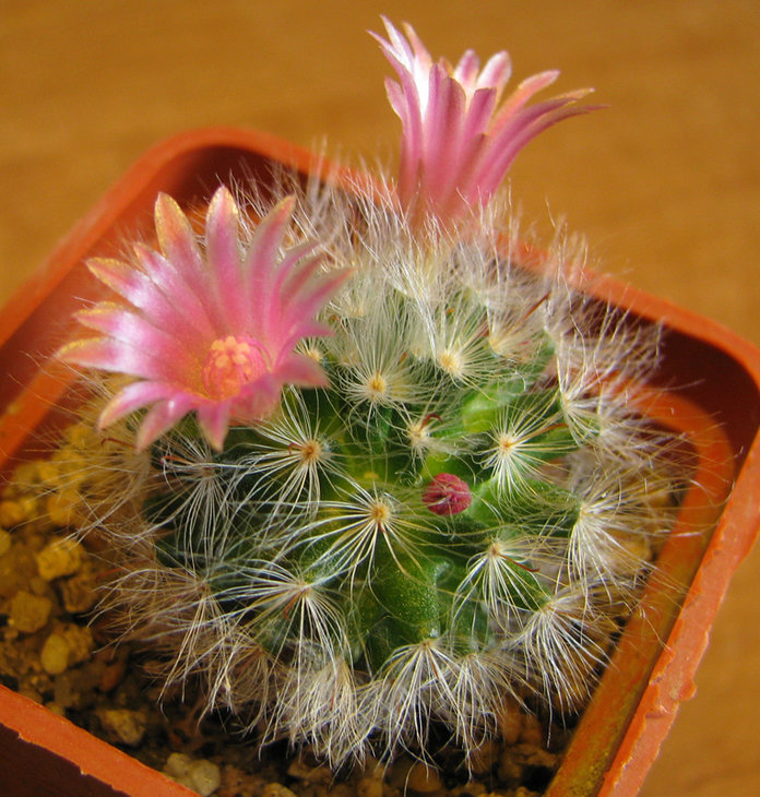 Mammillaria bocasana roseiflora