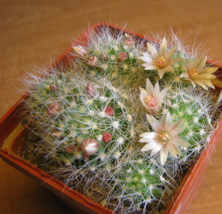 Mammillaria scheinvariana