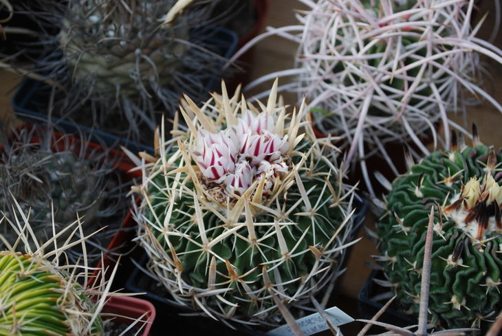 DSC_5546а.jpg
