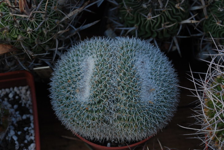 DSC_5543а.jpg
