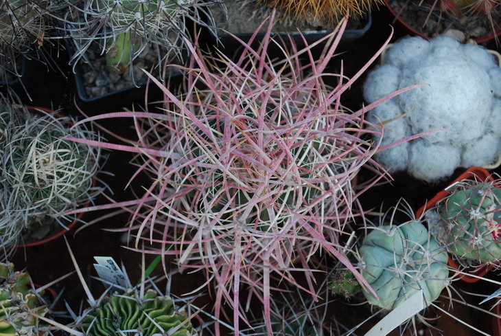 DSC_5571а.jpg