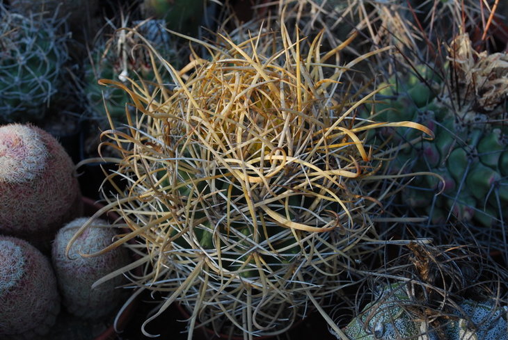 DSC_5558а.jpg