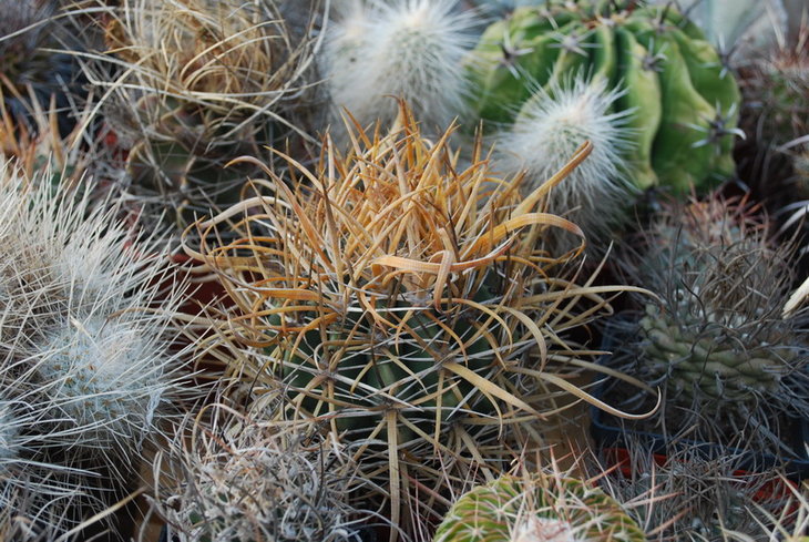 DSC_5547а.jpg