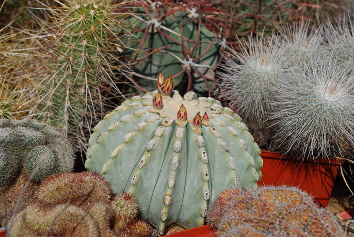 DSC_5458а.jpg