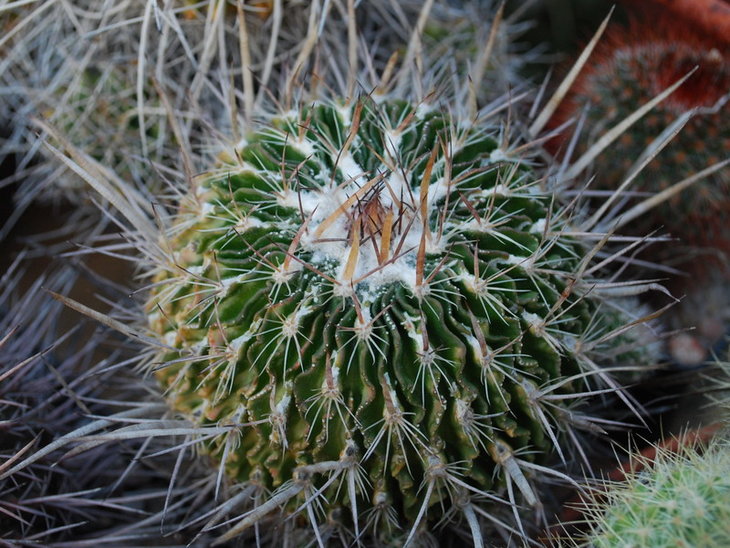DSC_5585 Echinofossulocactus sp. Melones.jpg