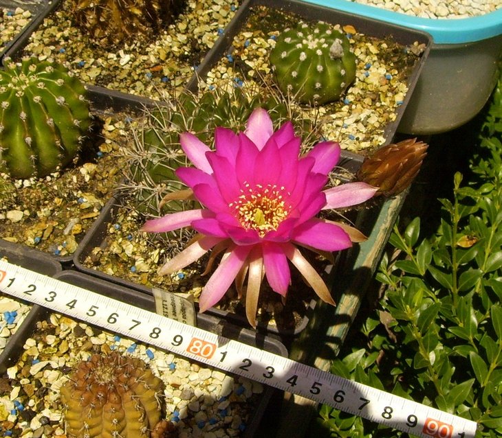 PICT0368.JPG