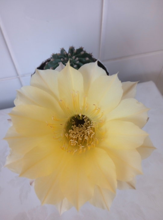 Echinopsis Maas.jpg