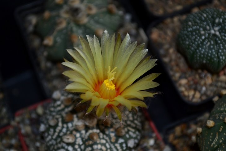 A. asterias SK.