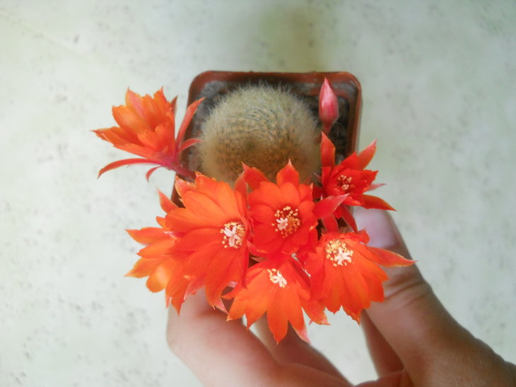 Ayl.albipilosa