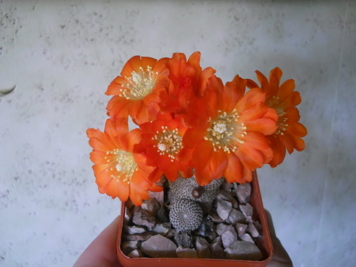 Ayl.heliosa