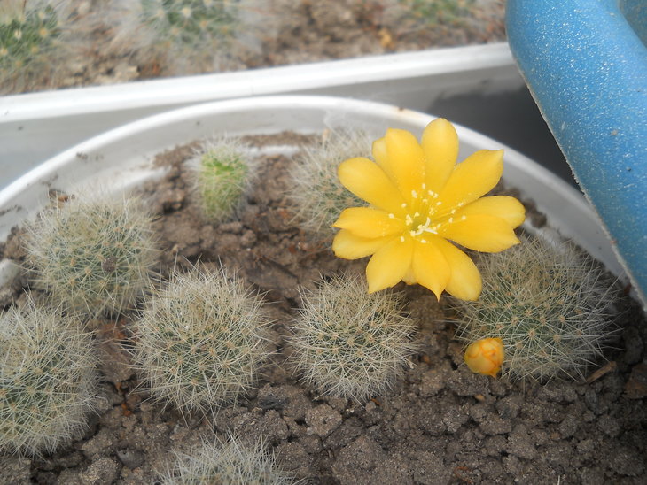 R.senilis v. kessleringiana