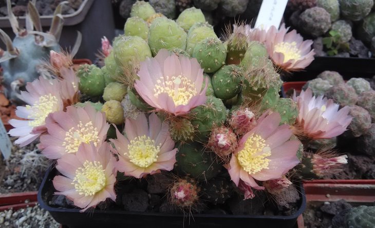 Puna subterranea