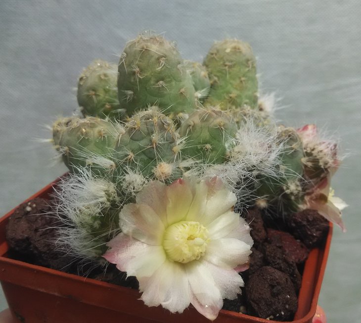 Puna subterranea 2
