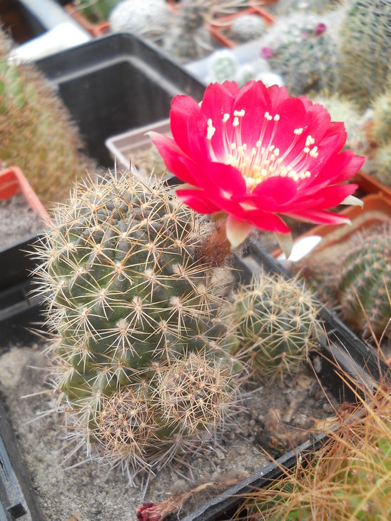 l.heartrichiana