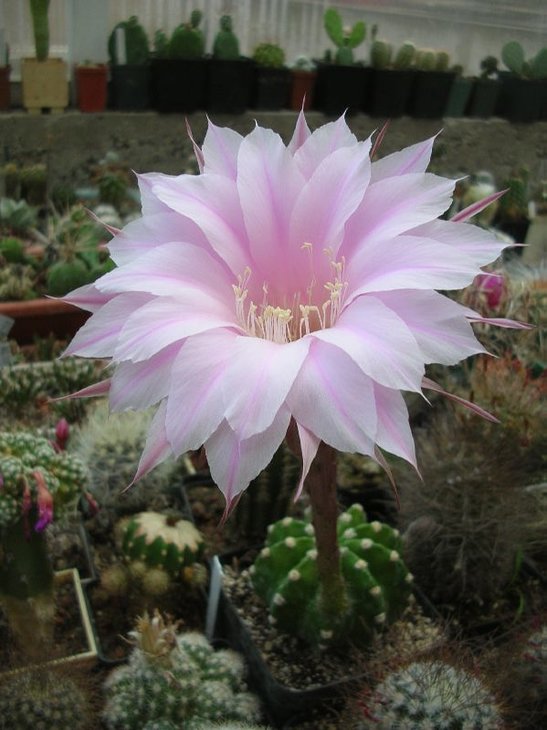 DSCN8819.JPG