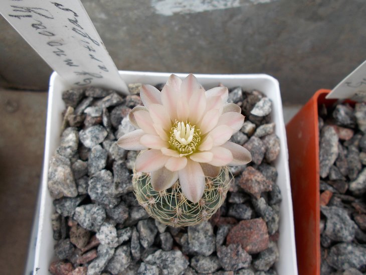 Gymnocalycium artigas.jpg
