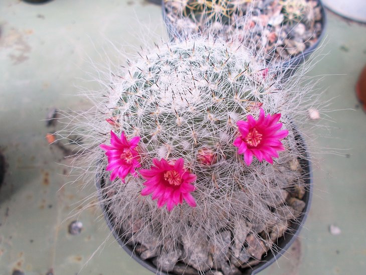 Mammillaria hahniana.jpg