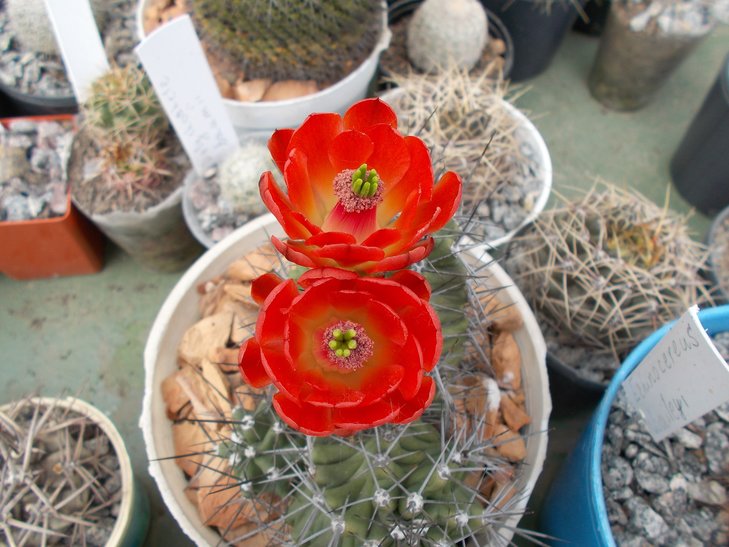Echinocereus aff triglochidiatus.jpg