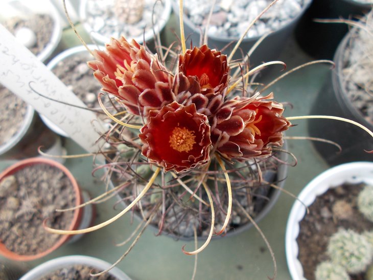 Glandulicactus uncinatus v wrightii SB 404.jpg