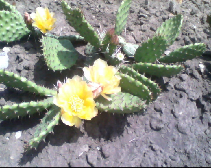 Opuntia macrorhiza №1.jpg