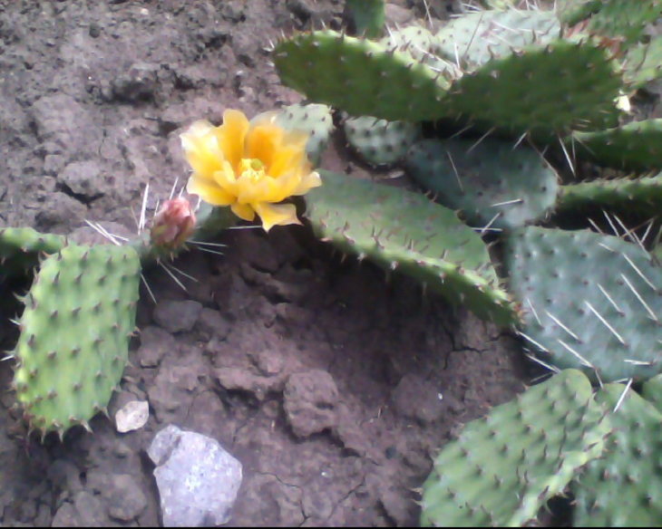 Такі квіти на Opuntia macrorhiza №1 стають на 2 день квітування...