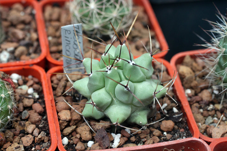 Thelocactus rinconensis
