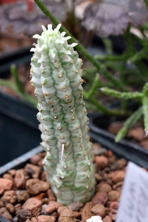 Euphorbia mammillaris f. variegata