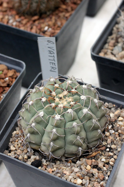 Gymnocalycium vatteri
