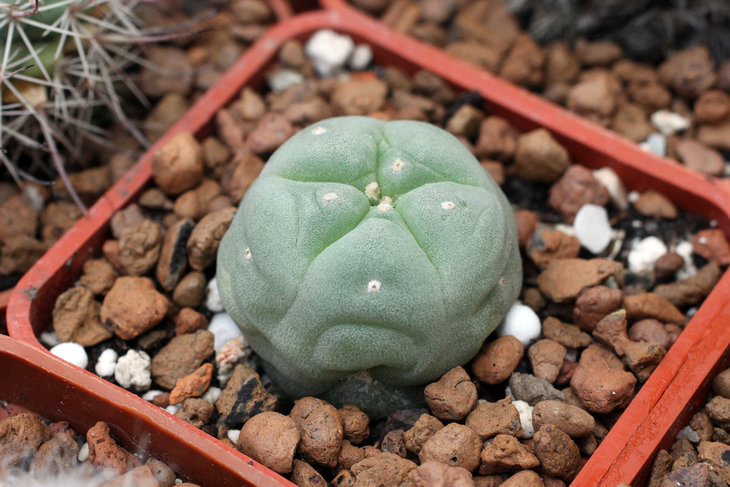 Lophophora fricii