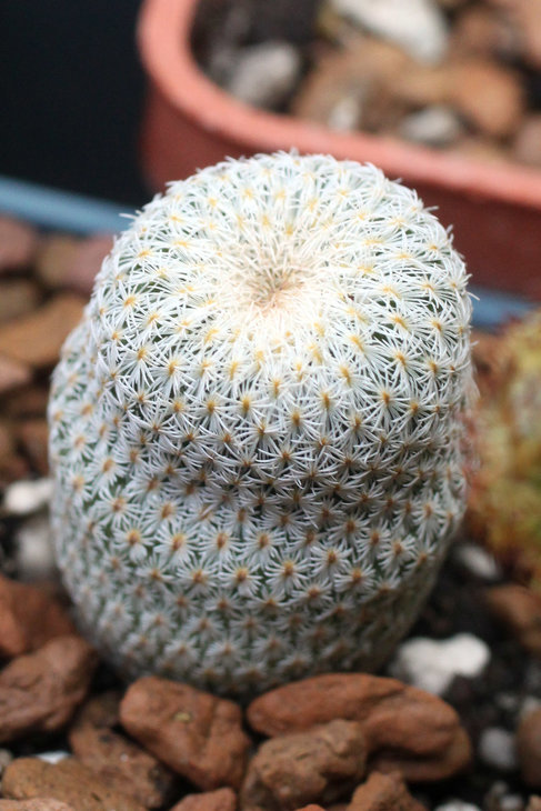 Epithelantha micromeris