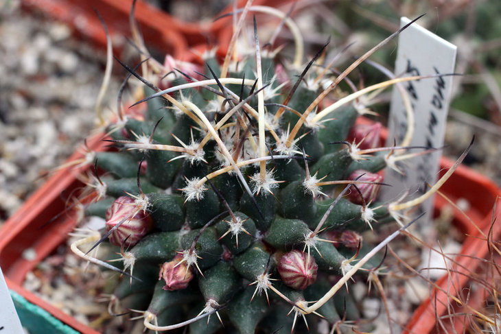Mammillaria saxicola