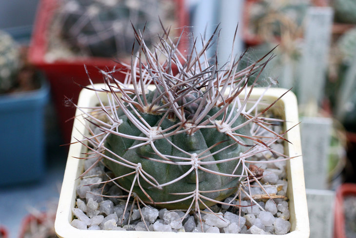 Gymnocalycium nidulans