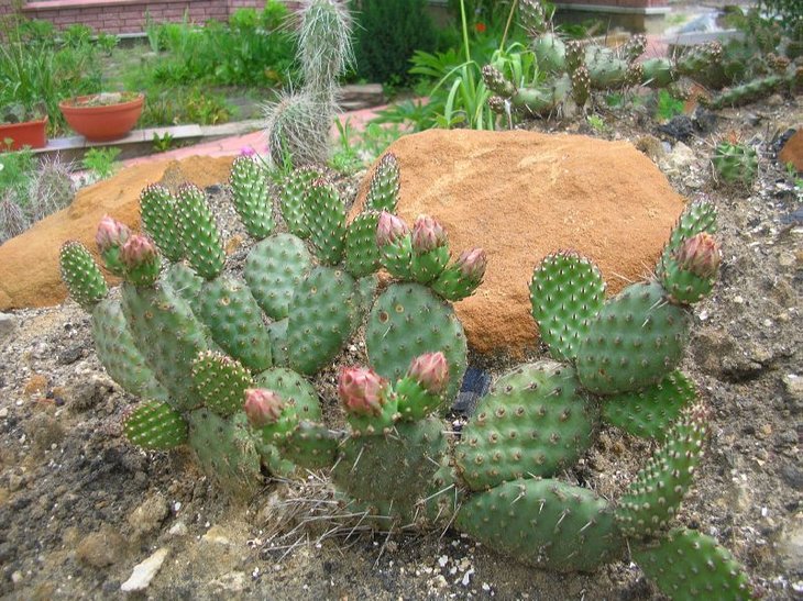 fragilis Freiberg