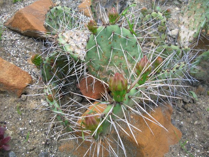phaeacantha longispina