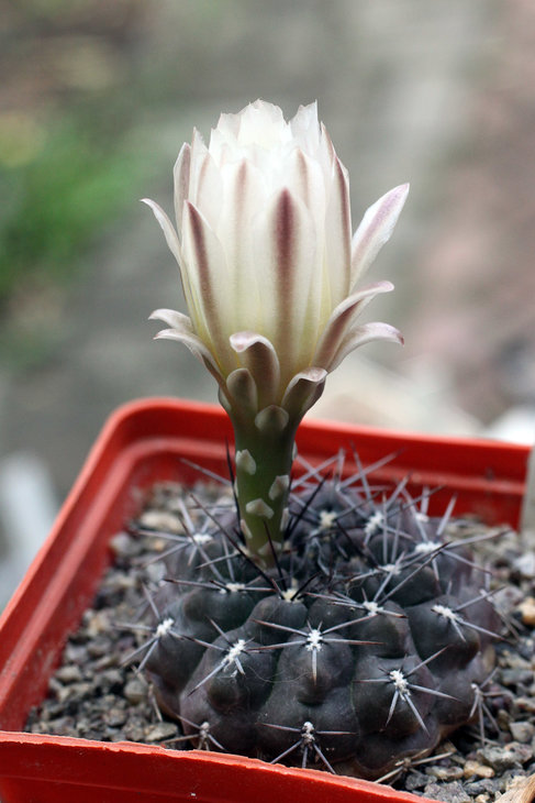 Gymnocalycium gibbosum
