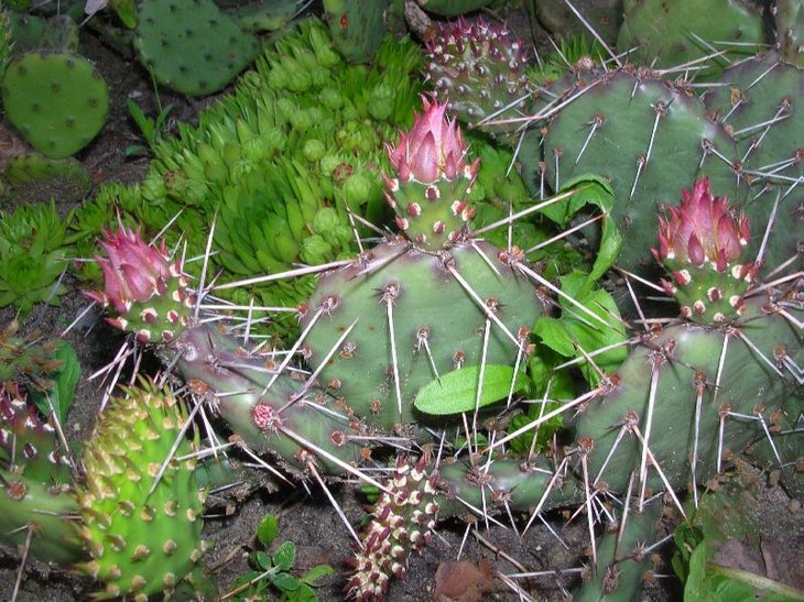 бутони на opuntia rhodantha (цвістиме вперше)