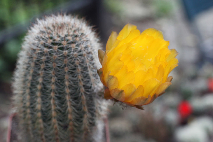 Lobivia rebutioides