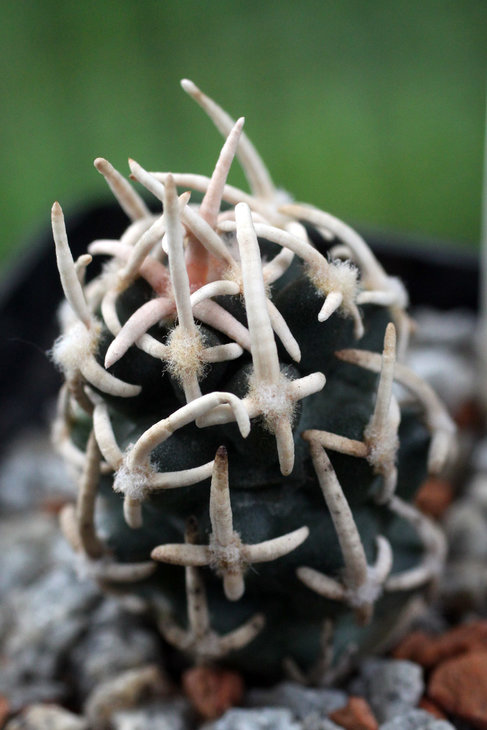 Pediocactus peeblesianus RP-116
