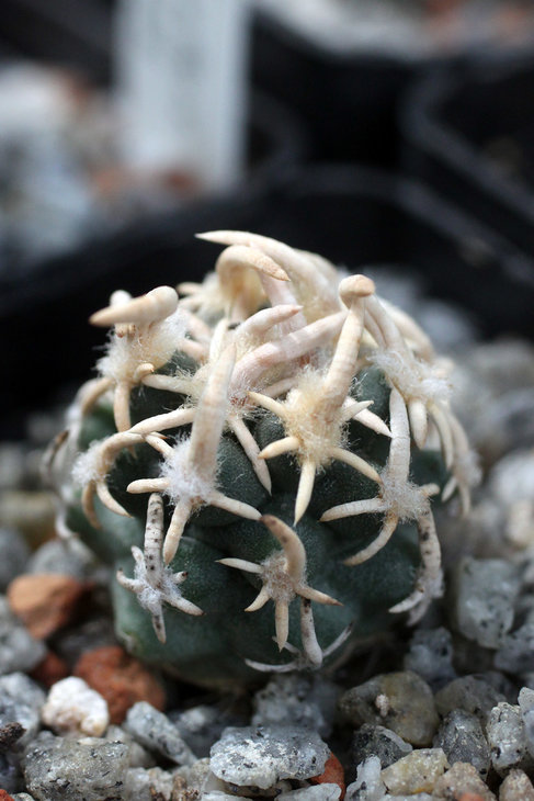 Pediocactus peeblesianus