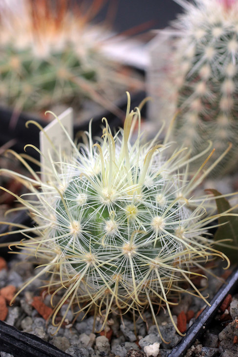 Mammillaria moelleriana f. cowperae