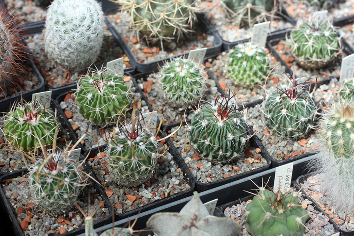 Ряд Echinofossulocactus