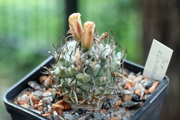 Turbinicarpus klinkerianus