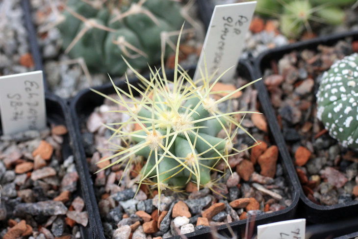 Ferocactus glaucescens