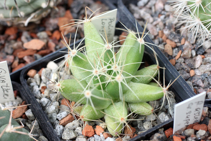 Dolichothele longimamma