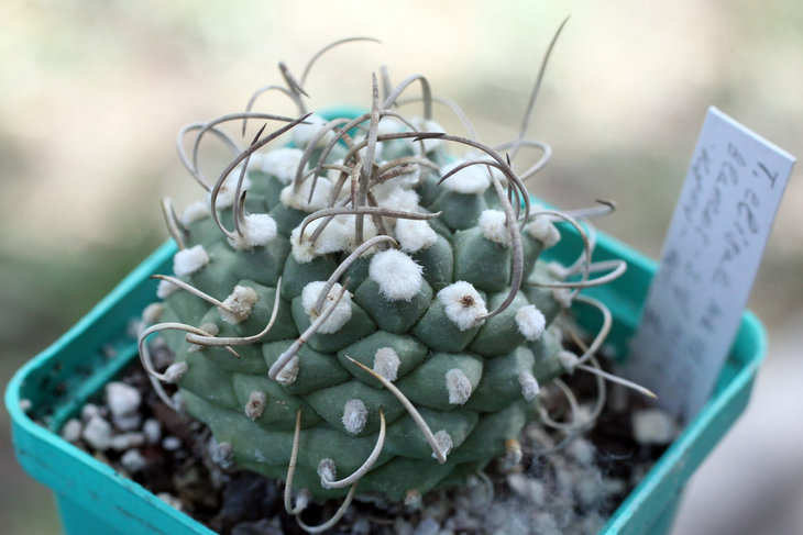 Turbinicarpus elisae