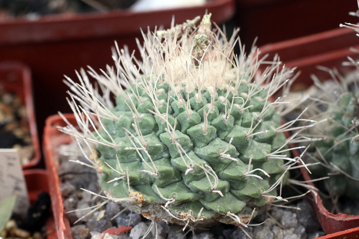 Strombocactus disciformis