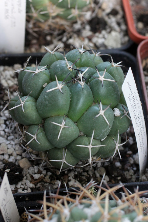 Coryphantha maiz-tablasensis