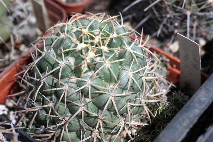 Coryphantha garessii