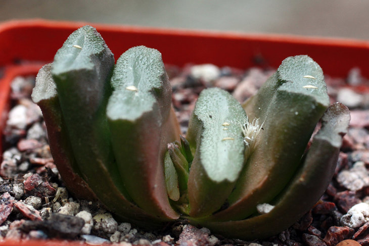 Haworthia truncata